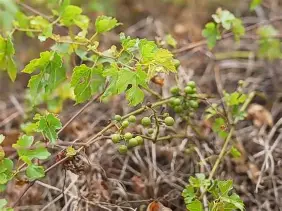 雷竞技登录 -phimxhd18插入图